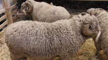 Couverture "La laine de mérinos et ses qualités exceptionnelles"