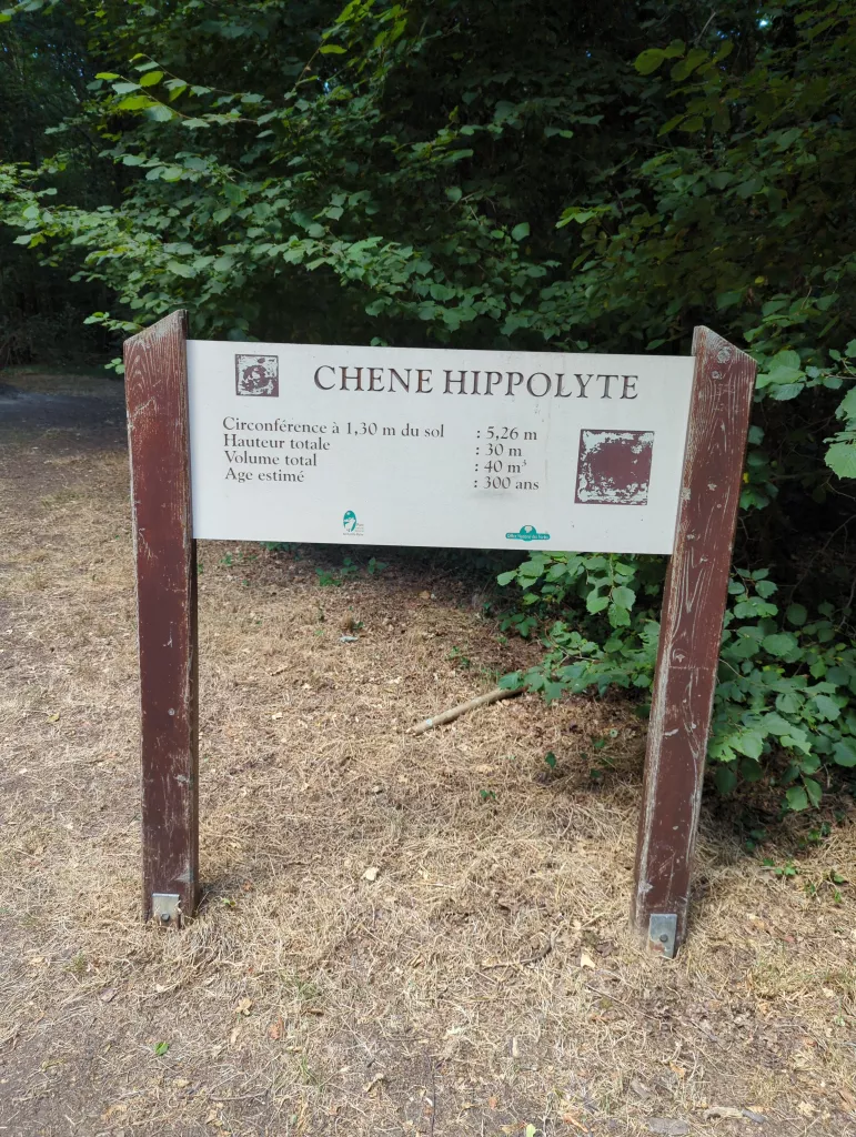 Le chêne Hippolyte