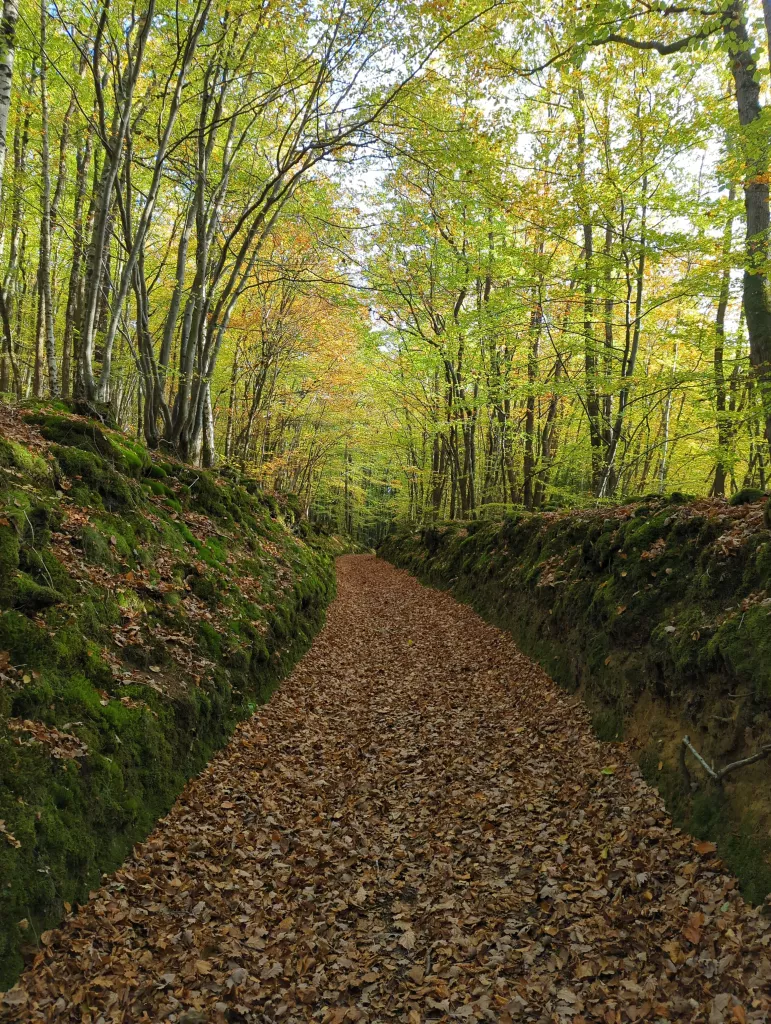 Photo "Les Gorges de Saint-Aubert"